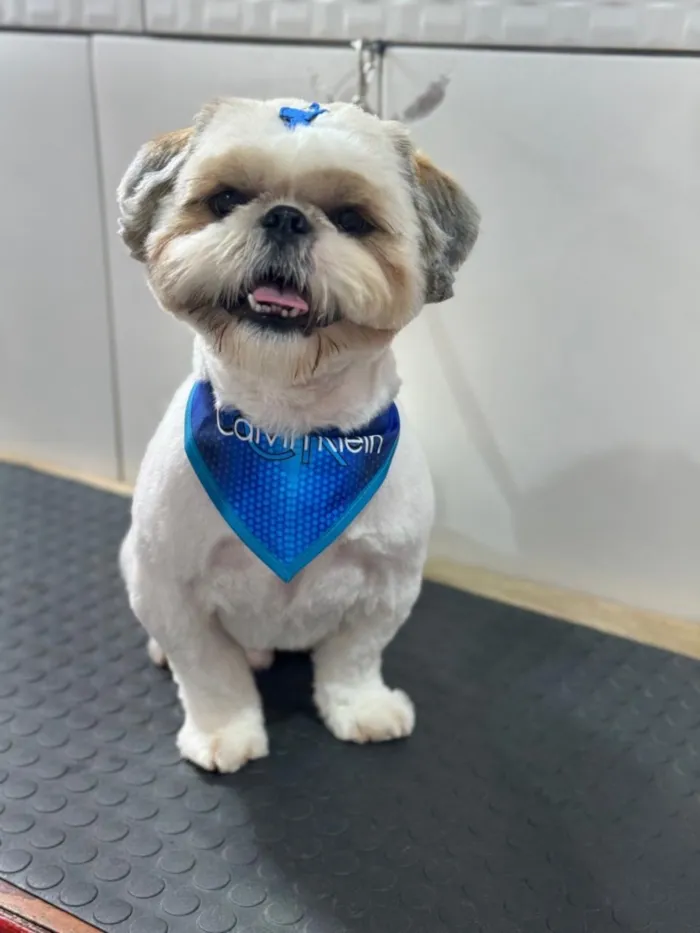 Cachorro raça Shitzu idade 1 ano nome Billy