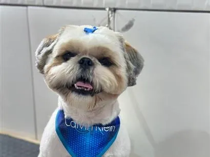 Cachorro raça Shitzu idade 1 ano nome Billy