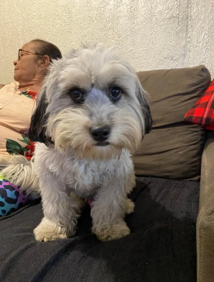 Cachorro raça Shitzu idade 1 ano nome pudim 