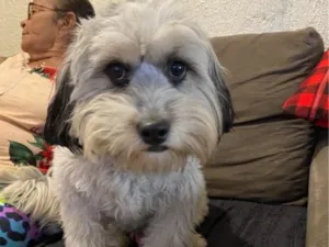 Cachorro raça Shitzu idade 1 ano nome pudim 