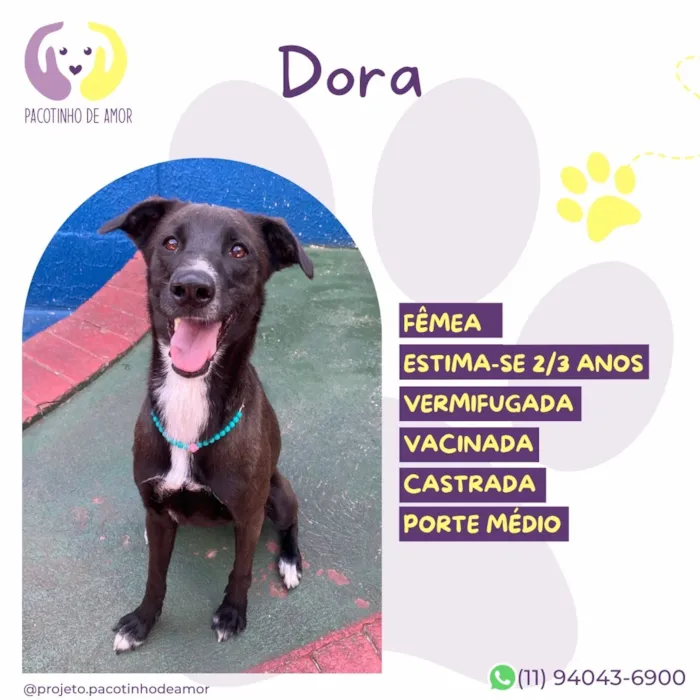 Cachorro raça SRD-ViraLata idade 2 a 6 meses nome Dora