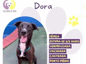 Cachorro raça SRD-ViraLata idade 2 a 6 meses nome Dora