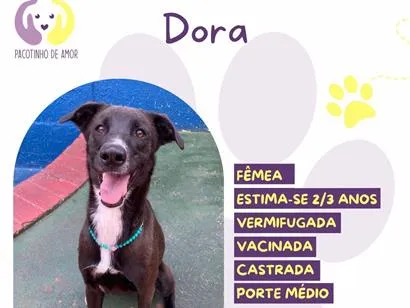Cachorro raça SRD-ViraLata idade 2 a 6 meses nome Dora