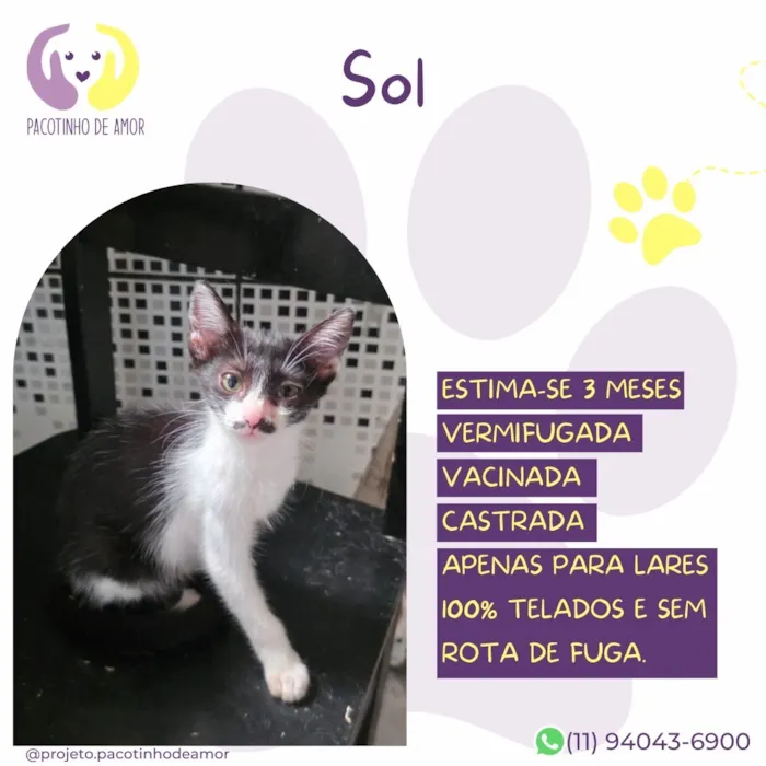 Gato raça SRD-ViraLata idade 2 a 6 meses nome Sol