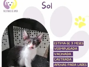 Gato raça SRD-ViraLata idade 2 a 6 meses nome Sol