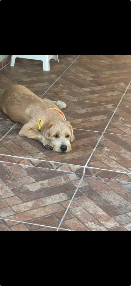 Cachorro raça SRD-ViraLata idade 7 a 11 meses nome Paçoca