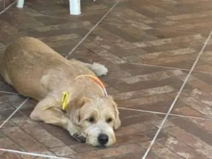 Cachorro raça SRD-ViraLata idade 7 a 11 meses nome Paçoca