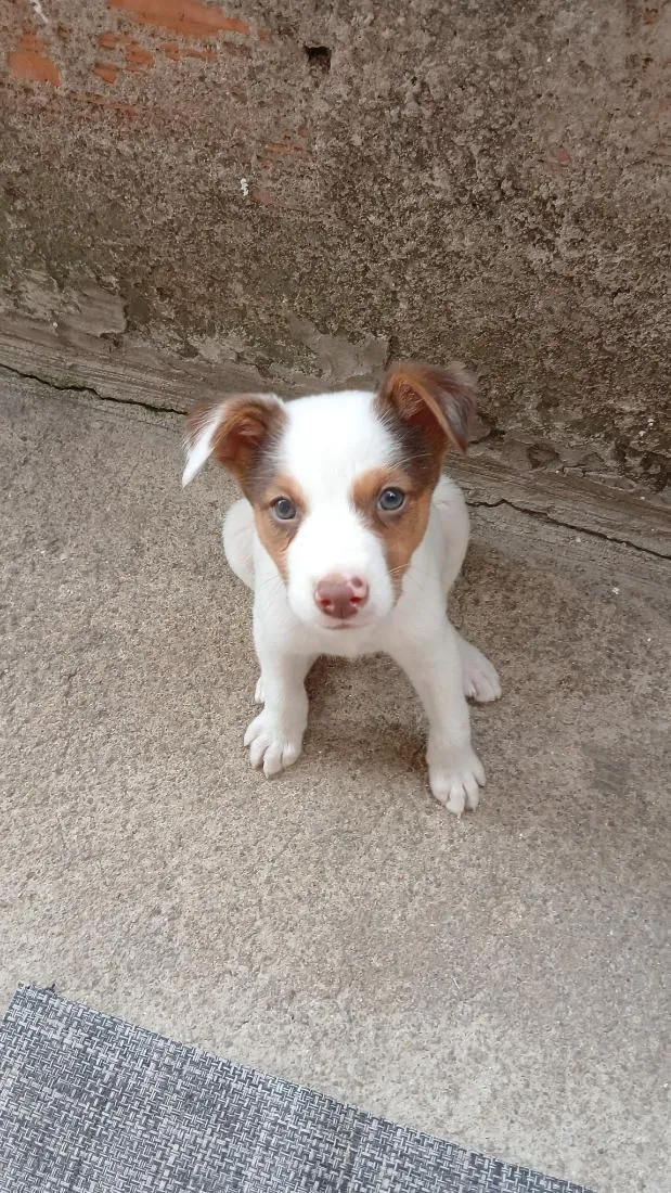 Cachorro raça SRD-ViraLata idade 2 a 6 meses nome Mickey 