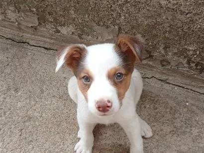 Cachorro raça SRD-ViraLata idade 2 a 6 meses nome Mickey 