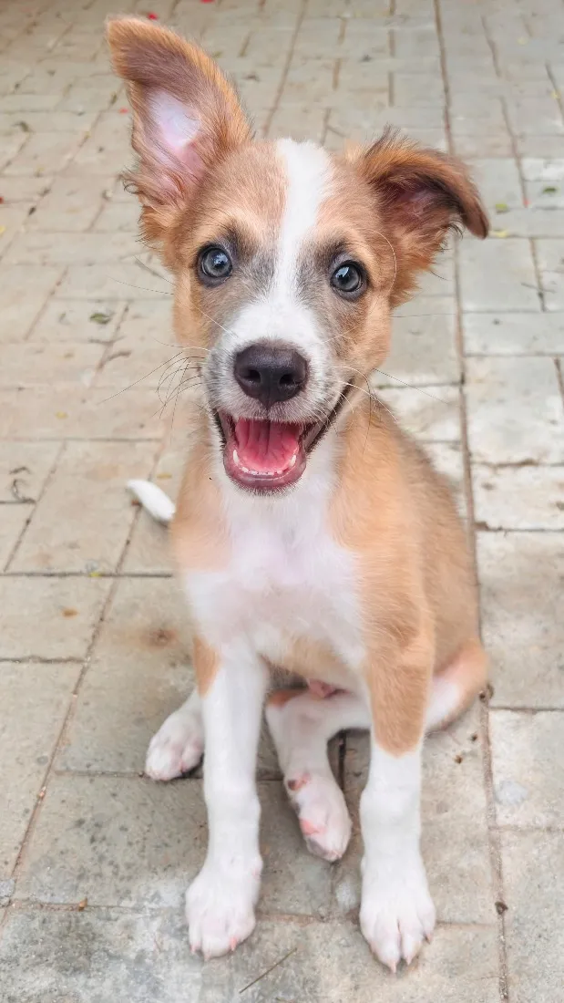 Cachorro raça SRD-ViraLata idade 2 a 6 meses nome Paçoca