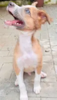 Paçoca
