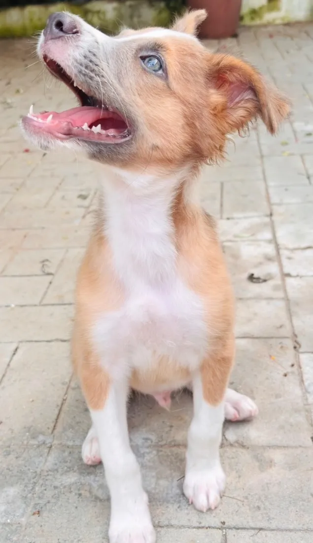 Cachorro raça SRD-ViraLata idade 2 a 6 meses nome Paçoca
