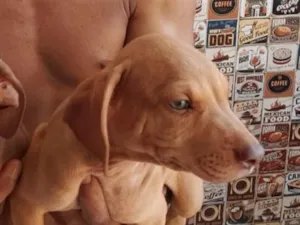 Cachorro raça SRD-ViraLata idade 2 a 6 meses nome Marlus