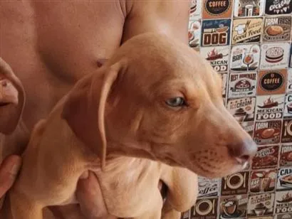 Cachorro raça SRD-ViraLata idade 2 a 6 meses nome Marlus