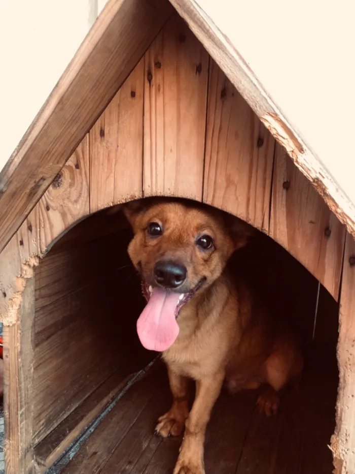 Cachorro raça SRD-ViraLata idade 2 a 6 meses nome Tobby