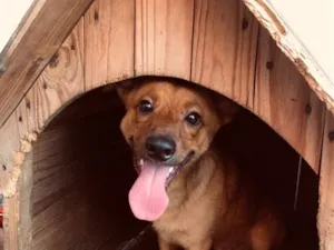 Cachorro raça SRD-ViraLata idade 2 a 6 meses nome Tobby