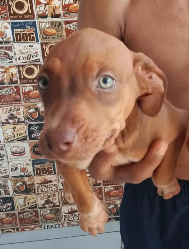 Cachorro raça SRD-ViraLata idade 2 a 6 meses nome Beethoven