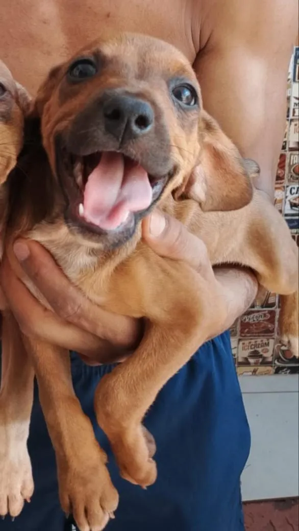 Cachorro raça SRD-ViraLata idade Abaixo de 2 meses nome Luna