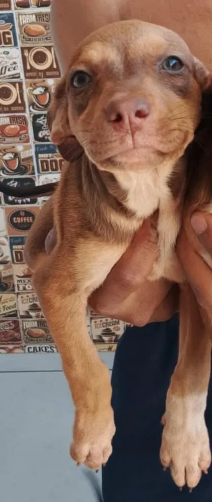 Cachorro raça SRD-ViraLata idade Abaixo de 2 meses nome Valerie