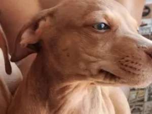 Cachorro raça SRD-ViraLata idade 2 a 6 meses nome Suzie