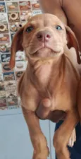 Laila