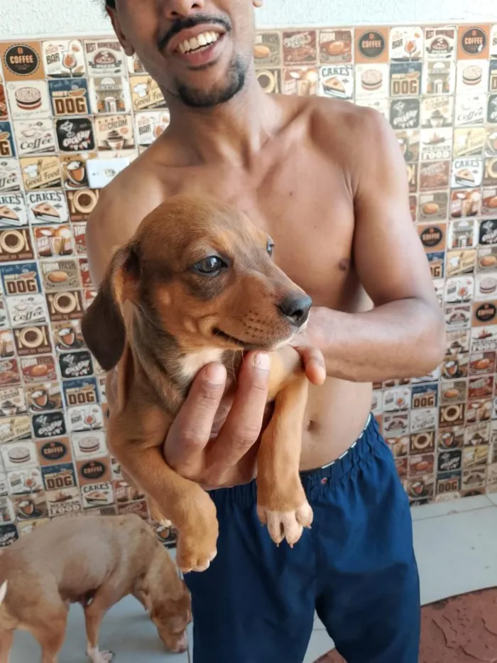 Cachorro raça SRD-ViraLata idade Abaixo de 2 meses nome Bonnie