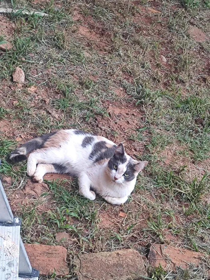 Gato raça SRD-ViraLata idade 2 a 6 meses nome Minie