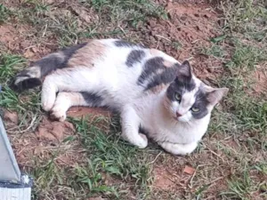 Gato raça SRD-ViraLata idade 2 a 6 meses nome Minie