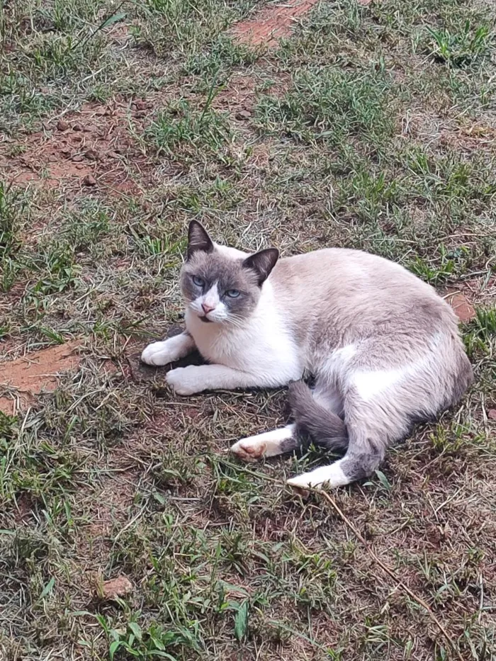 Gato raça SRD-ViraLata idade 2 a 6 meses nome Zoe