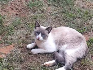 Gato raça SRD-ViraLata idade 2 a 6 meses nome Zoe