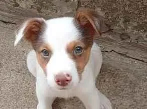 Cachorro raça SRD-ViraLata idade 2 a 6 meses nome Mickey 