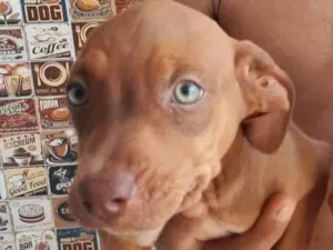 Cachorro raça SRD-ViraLata idade 2 a 6 meses nome Beethoven