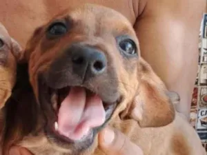 Cachorro raça SRD-ViraLata idade Abaixo de 2 meses nome Luna