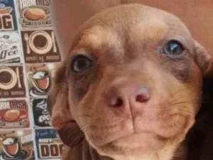 Cachorro raça SRD-ViraLata idade Abaixo de 2 meses nome Valerie