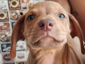 Cachorro raça SRD-ViraLata idade 2 a 6 meses nome Laila