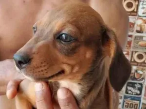 Cachorro raça SRD-ViraLata idade Abaixo de 2 meses nome Bonnie