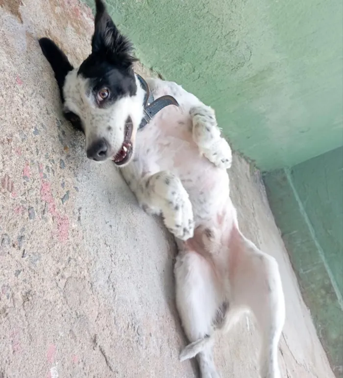 Cachorro raça SRD-ViraLata idade 3 anos nome Bob