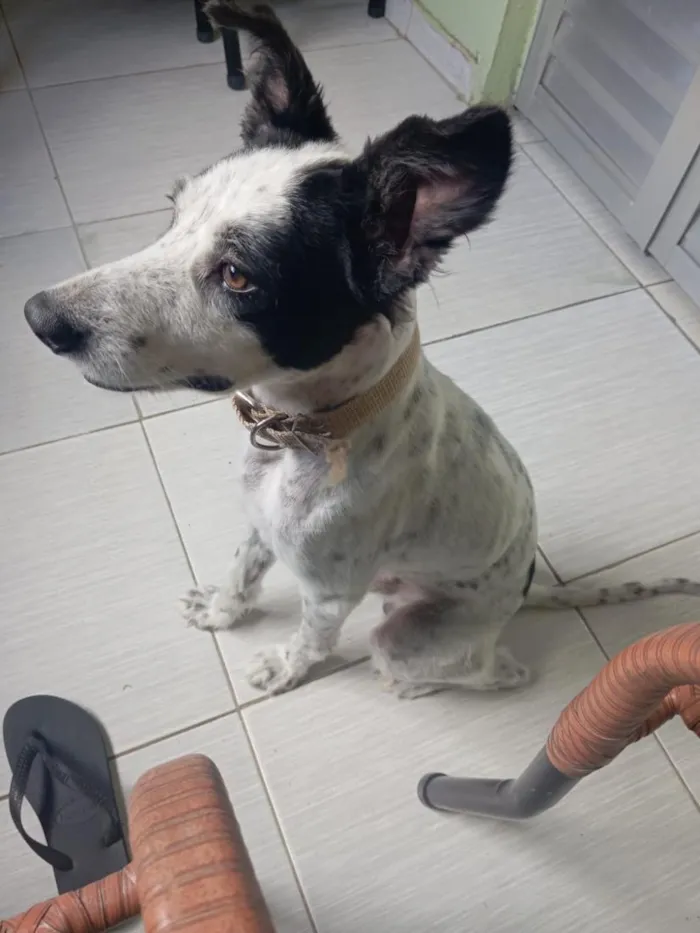 Cachorro raça SRD-ViraLata idade 3 anos nome Bob
