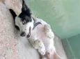 Bob