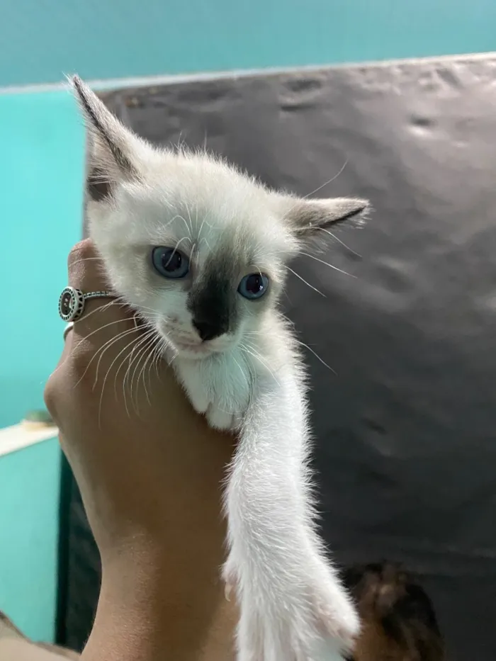Gato raça SRD-ViraLata idade Abaixo de 2 meses nome Sem nome
