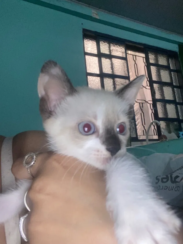 Gato raça SRD-ViraLata idade Abaixo de 2 meses nome Sem nome