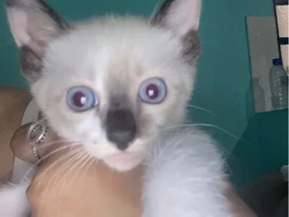 Gato raça SRD-ViraLata idade Abaixo de 2 meses nome Sem nome