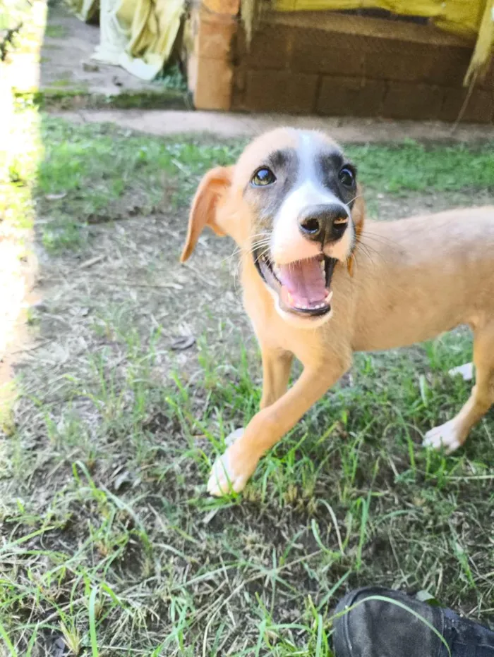 Cachorro raça SRD-ViraLata idade Abaixo de 2 meses nome Marley
