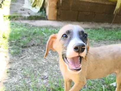 Cachorro raça SRD-ViraLata idade Abaixo de 2 meses nome Marley