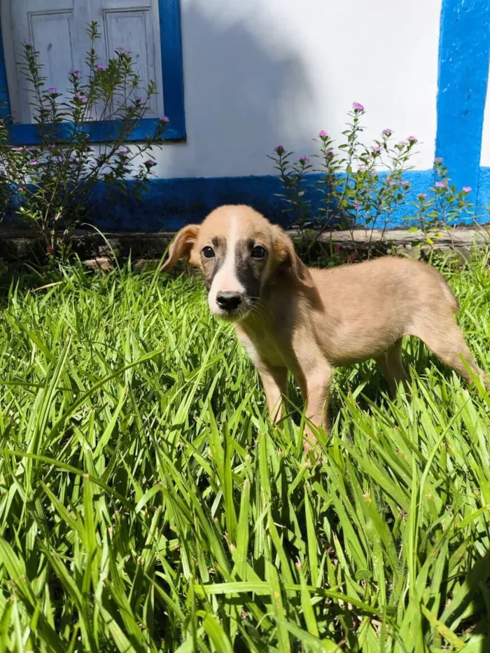 Cachorro raça SRD-ViraLata idade Abaixo de 2 meses nome Marley