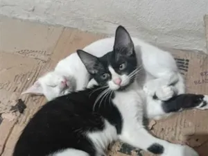 Gato raça SRD-ViraLata idade 2 a 6 meses nome Sem Nome