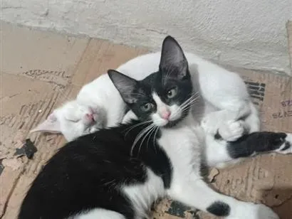 Gato raça SRD-ViraLata idade 2 a 6 meses nome Sem Nome