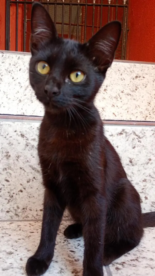 Gato raça SRD-ViraLata idade 2 a 6 meses nome Lua