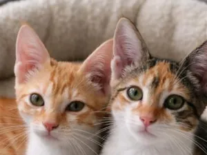 Gato raça SRD-ViraLata idade 2 a 6 meses nome Simba e Safira