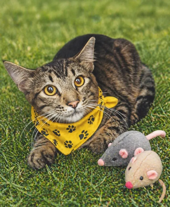 Gato raça SRD-ViraLata idade 1 ano nome Aladim 